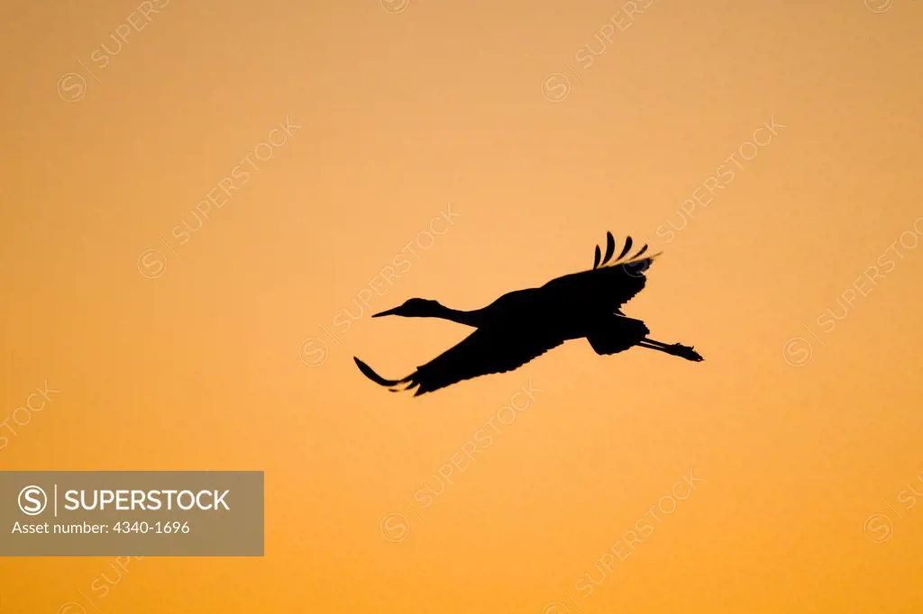 A sandhill crane (Grus canadensis) wintering in New Mexico comes in for a landing on a pond at sunset, in the Bosque del Apache National Wildlife Refuge.