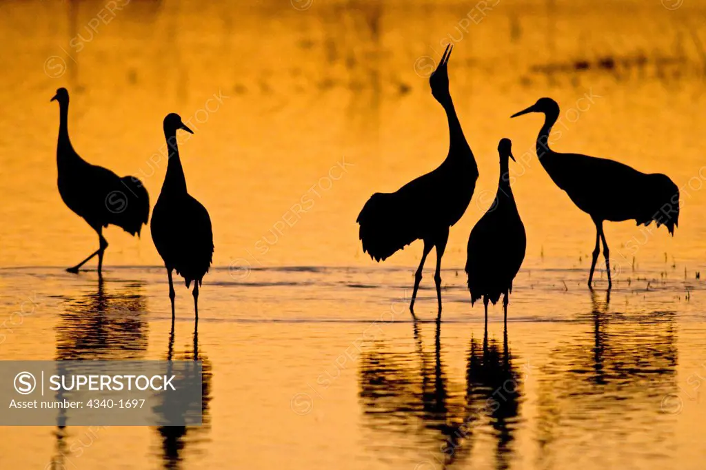 Sandhill cranes (Grus canadensis) take shelter from coyotes and other predators in a pond at night, at the Bosque del Apache National Wildlife Refuge, New Mexico.  Upwards of 12,000 cranes wintered in the area in 2009.