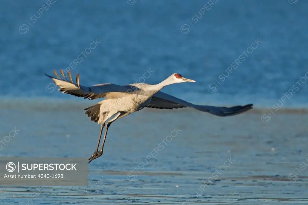 A sandhill crane (Grus canadensis) takes flight from a farm pond in early morning at Bosque del Apache National Wildlife Refuge, New Mexico.  The birds take refuge in the ponds from predators such a coyotes during the night.