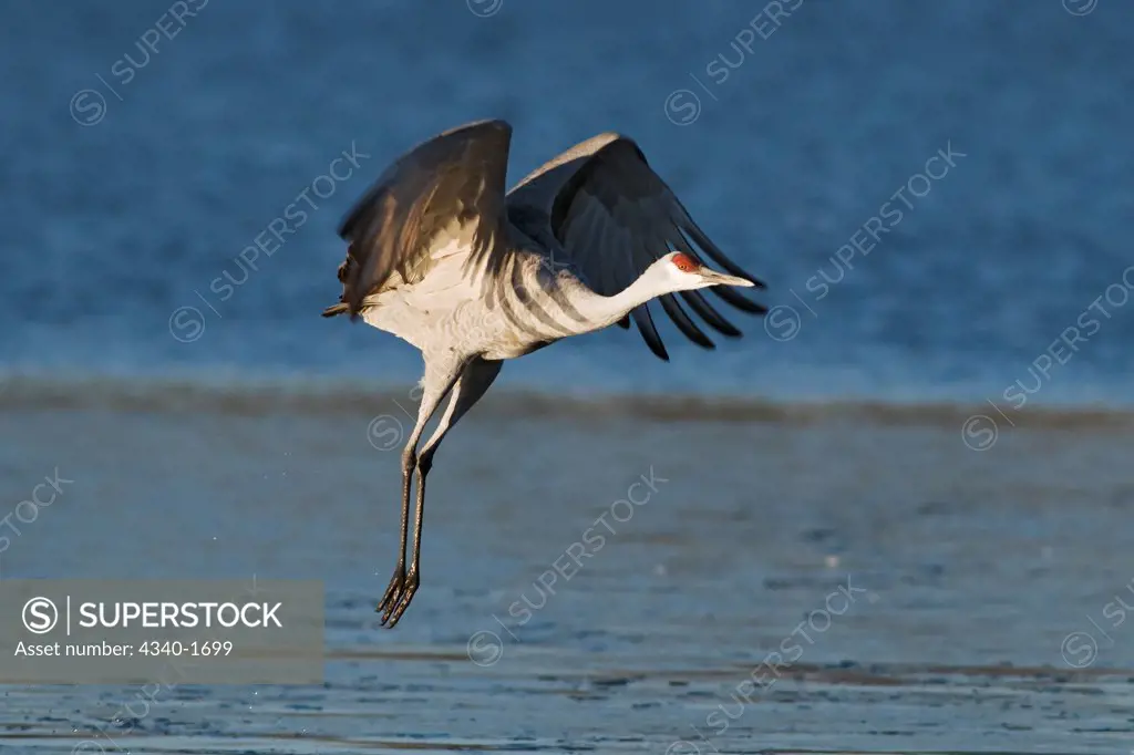 A sandhill crane (Grus canadensis) takes flight from a farm pond in early morning at Bosque del Apache National Wildlife Refuge, New Mexico.  The birds take refuge in the ponds from predators such a coyotes during the night.