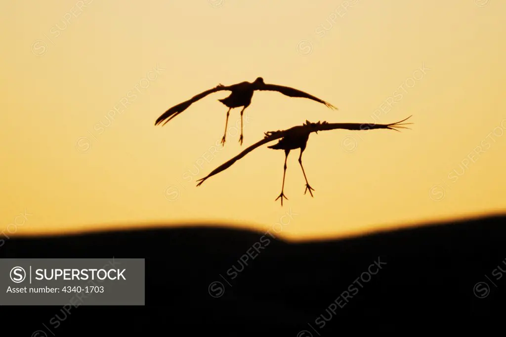 Sandhill cranes (Grus canadensis) wintering in New Mexico in wintertime, come in for a landing on a pond at sunset, Bosque del Apache National Wildlife Refuge.  The birds take refuge in the ponds from predators such a coyotes during the night.