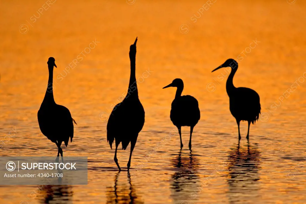 Sandhill cranes (Grus canadensis) wintering in New Mexico take shelter from coyotes and other predators in a pond at sunset, at Bosque del Apache National Wildlife Refuge.