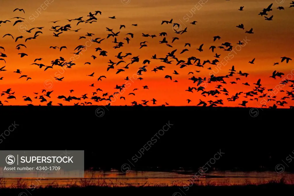 Snow geese (Chen caerulescens) by the thousands descend on a pond at sunset in the Bosque del Apache National Wildlife Refuge, New Mexico.  The birds take refuge in the ponds from predators such a coyotes during the night.