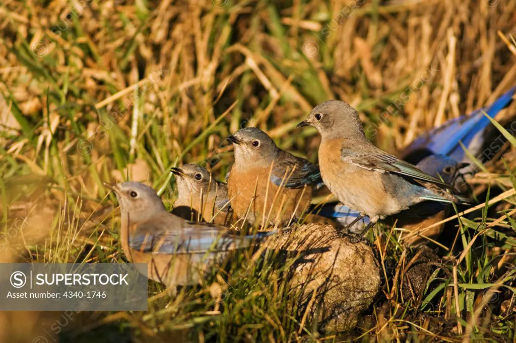 Male and female Western bluebirds (Sialia mexicana) at a natural spring at sunrise, at the base of the Guadalupe Mountains National Park, west Texas