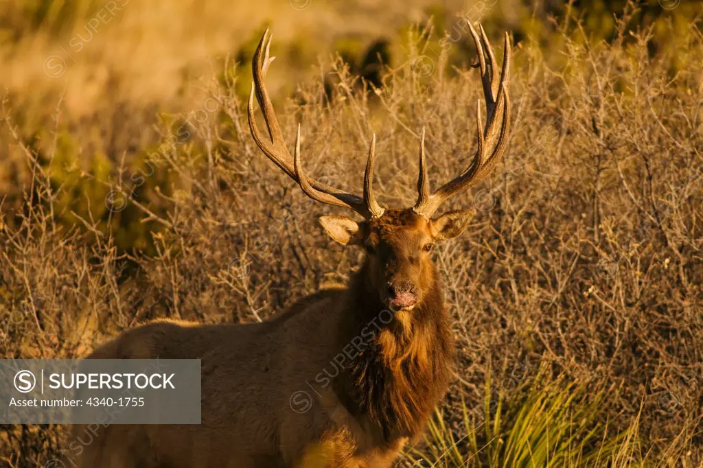 A large bull desert elk (Cervus elaphus), raw faced from feeding on prickly cactus, forages at sunrise in the Guadalupe Mountains National Park, west Texas.