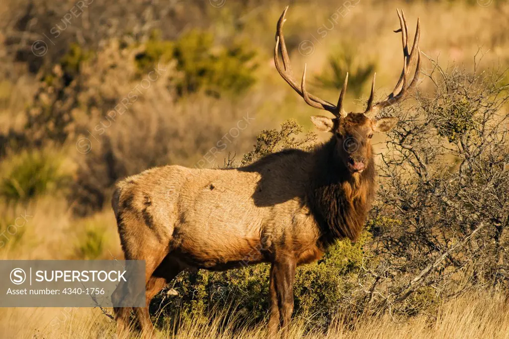 A large bull desert elk (Cervus elaphus), raw faced from feeding on prickly cactus, forages at sunrise in the Guadalupe Mountains National Park, west Texas.
