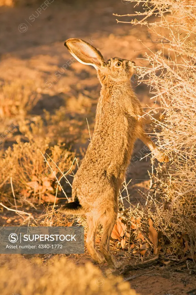 An adult black-tailed jackrabbit (Lepus californicus) forages on foliage at sunset, in the Lake Powell area, Glen Canyon National Recreation Area, Arizona.