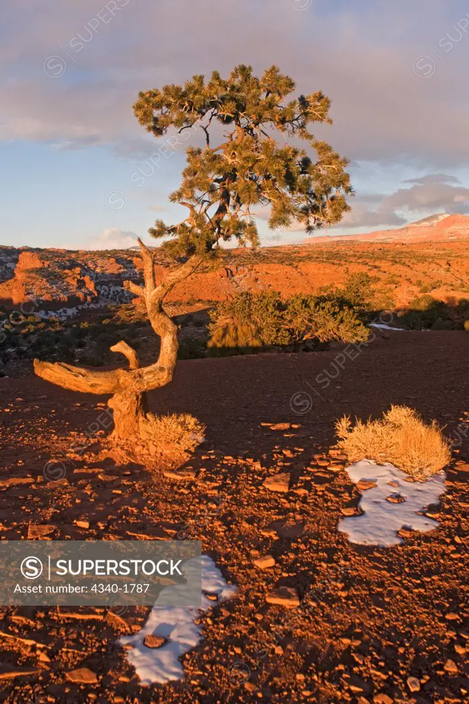 A Utah juniper (Juniperus osteosperma) tree in wintertime, in the Capitol Reef National Park, part of a waterpocket fold, a 100-mile long wrinkle in the earth's crust, Utah.