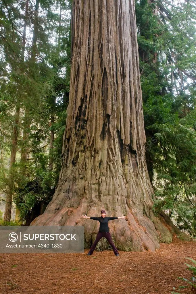 A hiker stands in front of a giant old growth coastal redwood tree, Prairie Creek Redwoods State Park, northern California.  Averaging eight feet to as much as twenty feet in diameter, and some as tall as three hundred seventy five feet, that is a tree taller than the Statue of Liberty!