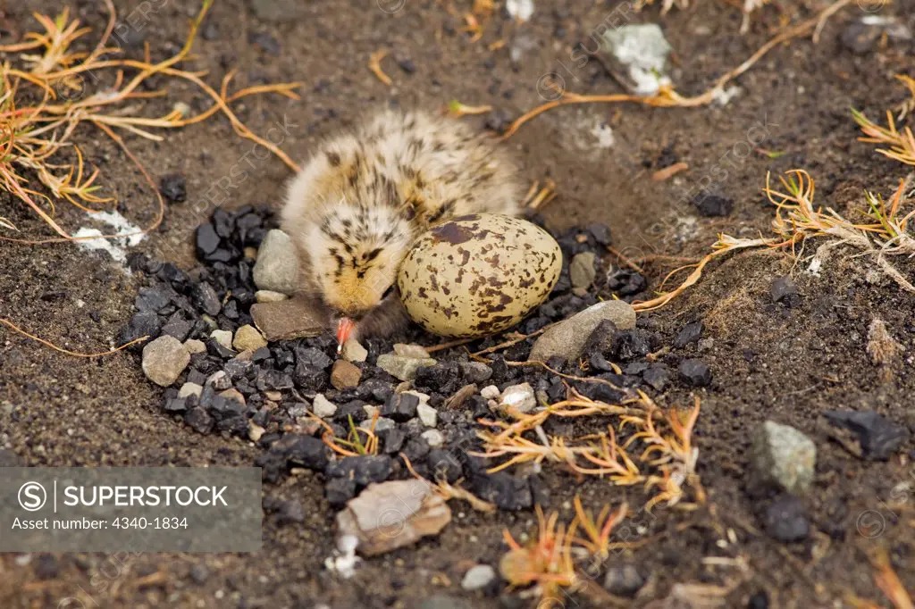 An Arctic tern (Sterna paradisaea) newborn chick sleeps in its nest alongside its unhatched sibling, on the tundra outside the settlement of Longyearbyen, Svalbard, Norway.