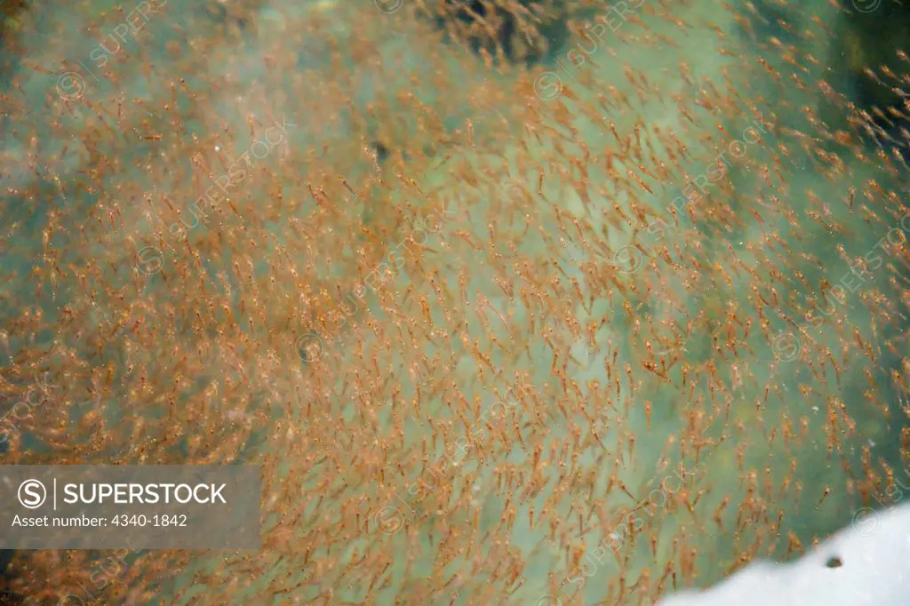 Thousands of tiny krill, the base of the food chain, swarm in groups around floating sea ice during summertime, Svalbard, Norway.  Krill do not feed by passive, continuous filtration but use area-intensive searching and various rapid feeding behaviors to exploit local high food concentrations.  Krill form dense schools that move rapidly and migrate primarily horizontally.