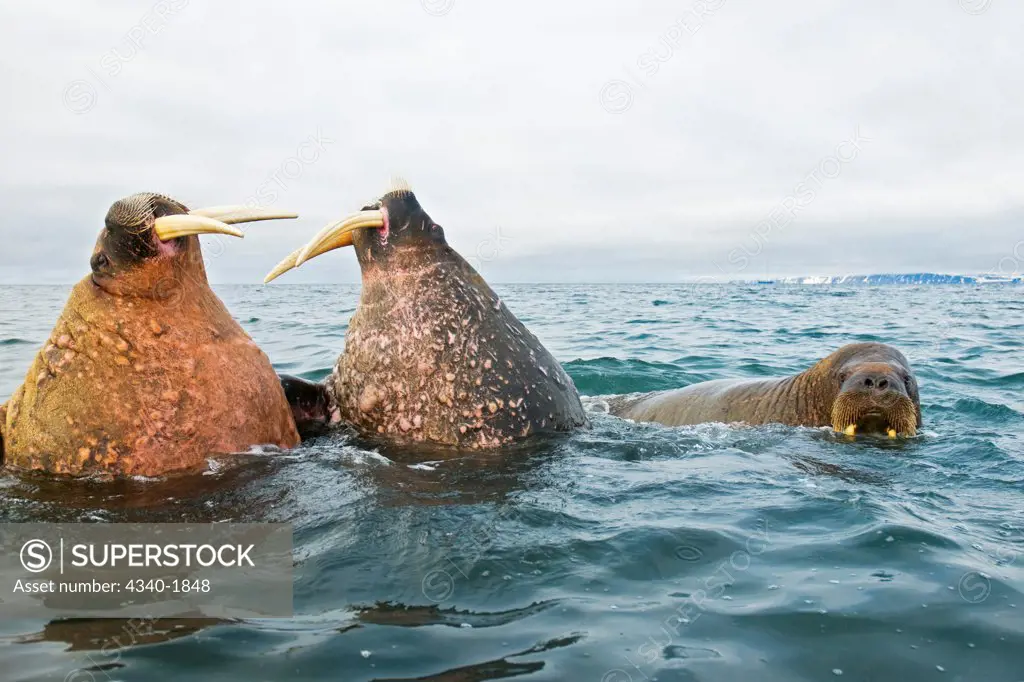 A pair of large adult walrus (Odobenus rosmarus) bulls spar with one another in waters along the coast of Svalbard, Norway, in summertime.