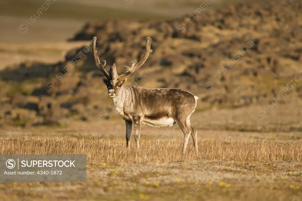 Svalbard reindeer (Rangifer tarandus platyrhynchus), a small subspecies of Rangifer tarandus; an adult bull forages on the tundra, Sassenfjorden, Svalbard, Norway.