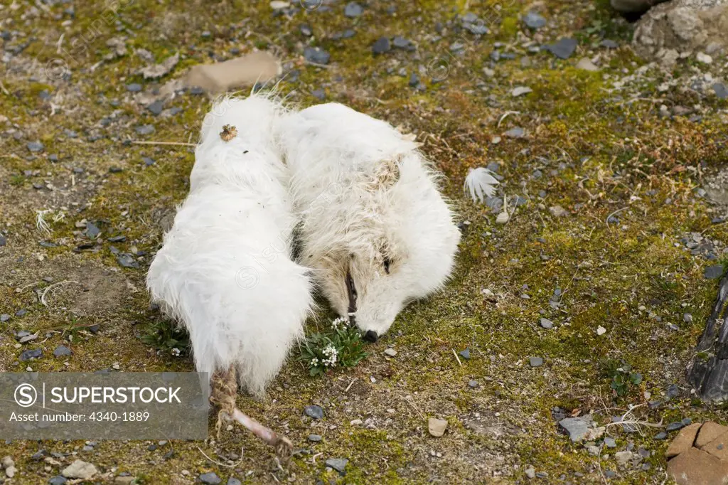 A deceased arctic fox (Alopex lagopus) found on the tundra in summertime, St. Jonsfjord, west coast of Svalbard, Norway.