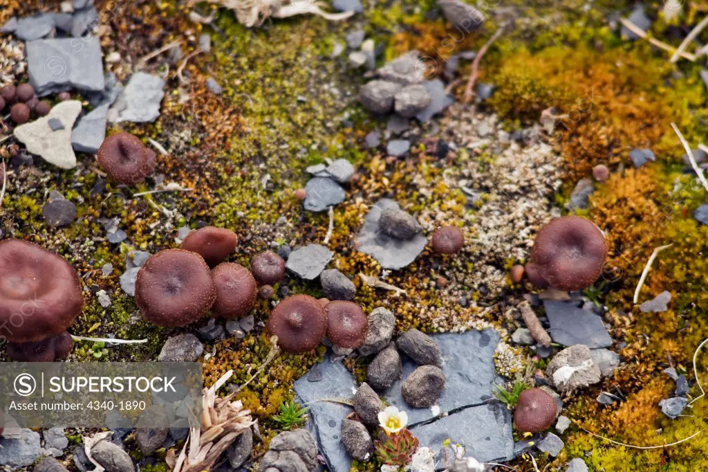 Fresh mushrooms grow on the tundra in summertime, St. Jonsfjord, west coast of Svalbard, Norway.