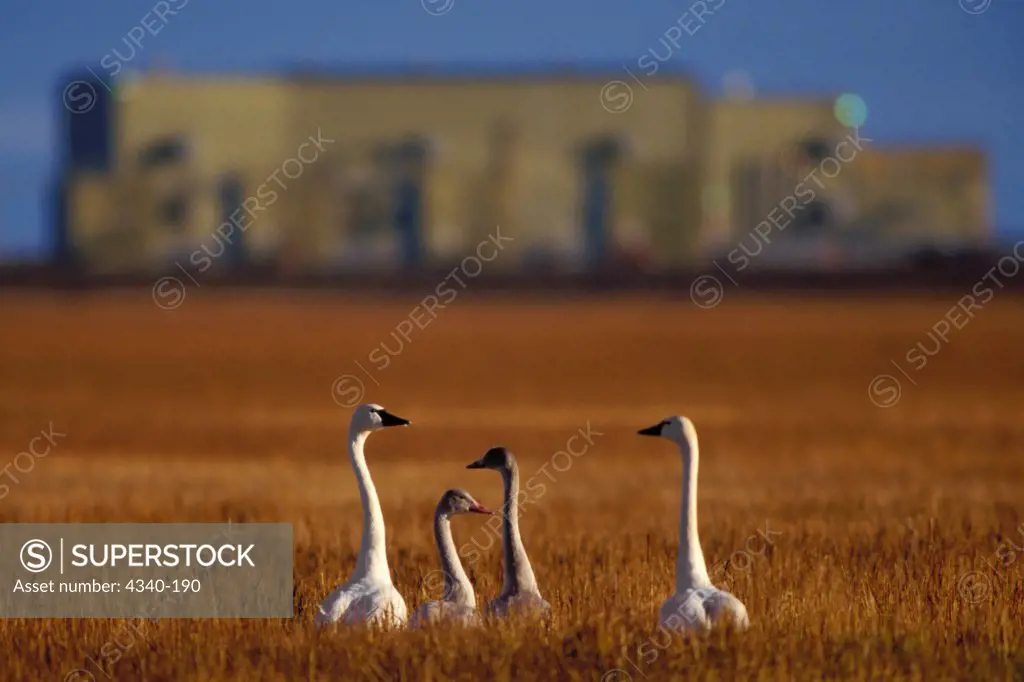 Family of Whistling Swans