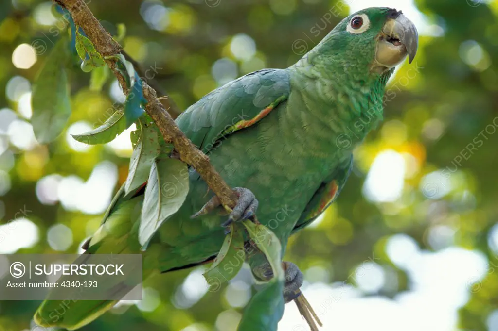 Mealy Amazon Parrot in the Rainforest