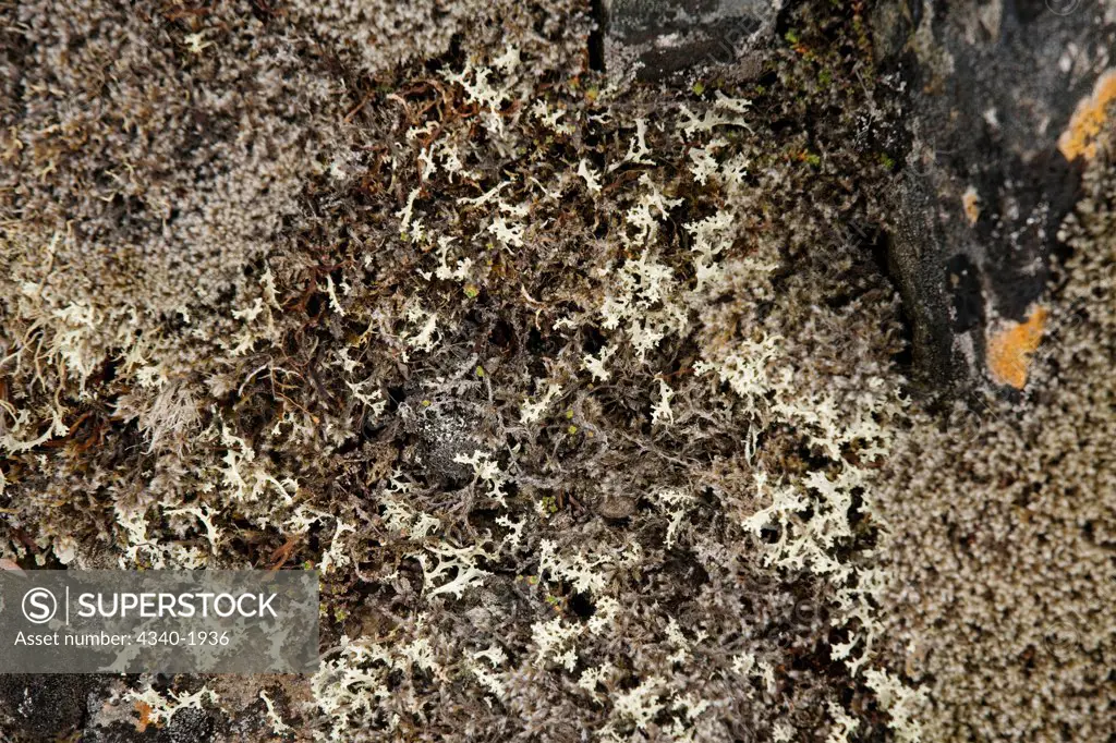 Reindeer moss (Cladina rangiferina) growing on the tundra in summertime, St. Jonsfjord, west coast of Svalbard, Norway.  Reindeer moss is not a moss; it is lichen which is a combination of fungus and algae sharing a symbiotic relationship and forming a new plant.