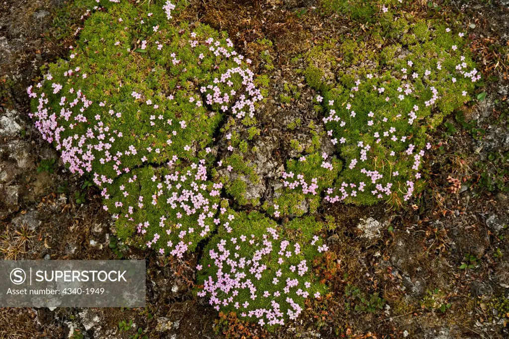 Moss campion (Silene acaulis) wildflowers growing on the tundra in summertime, St. Jonsfjord, west coast of Svalbard, Norway.  Moss campion is a small mountain-dwelling wildflower that is common all over the high arctic.