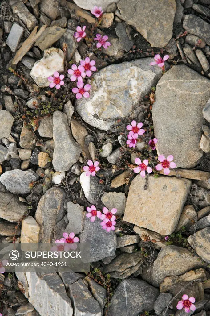 Purple Saxifrage (Saxifraga oppositifolia) wildflowers in bloom on the tundra in summertime, St. Jonsfjord, west coast of Svalbard, Norway.