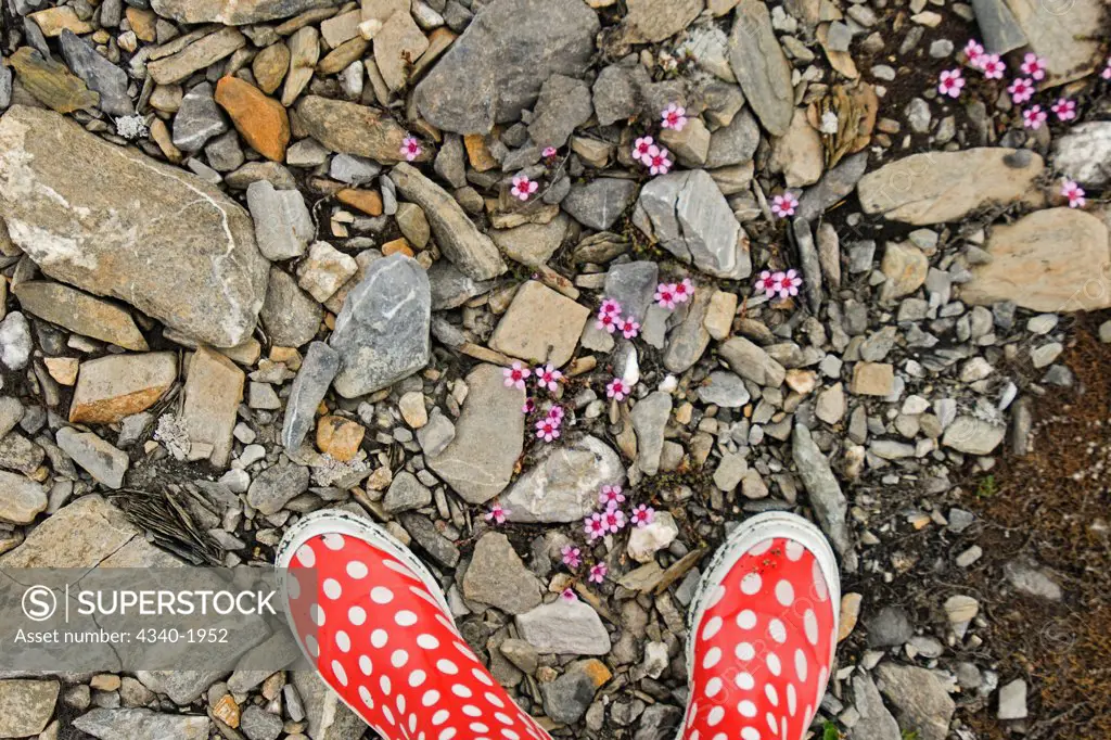 A pair of colorful wellie boots on rocky beach next to blooming purple Saxifrage (Saxifraga oppositifolia) wildflowers, St. Jonsfjord, west coast of Svalbard, Norway.