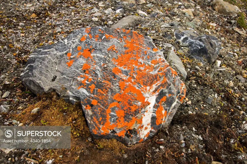 Colorful orange lichen grows on a rock on the tundra in summertime, St. Jonsfjord, west coast of Svalbard, Norway.