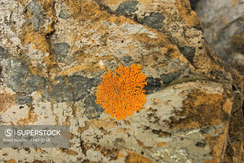 Colorful orange lichen grows on a rock on the tundra in summertime, St. Jonsfjord, west coast of Svalbard, Norway.