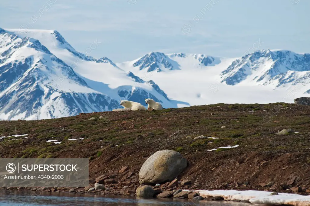 A polar bear (Ursus maritimus) sow and cub take a rest on Andoyane island in Liefdefjorden, Svalbard Archipelago, Norway, in summertime.