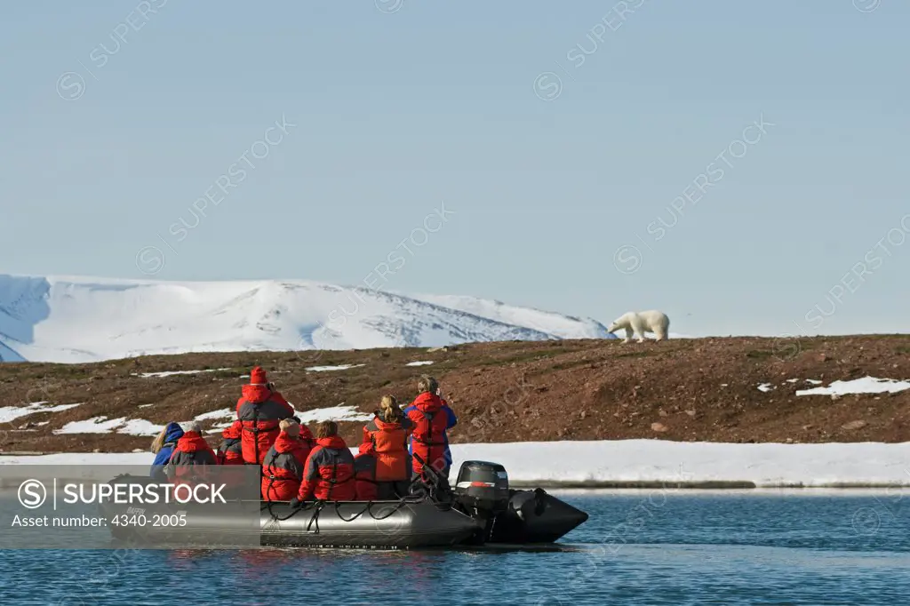 Tourists in a Zodiac boat observe a polar bear (Ursus maritimus) sow on Andoyane Island in Liefdefjorden, Svalbard archipelago, Norway, in summertime.