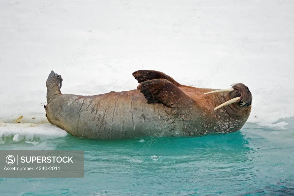 A large walrus (Odobenus rosmarus) rolls off the sea ice and slips into the water to escape contact, along the coast of Svalbard, Norway, in summertime