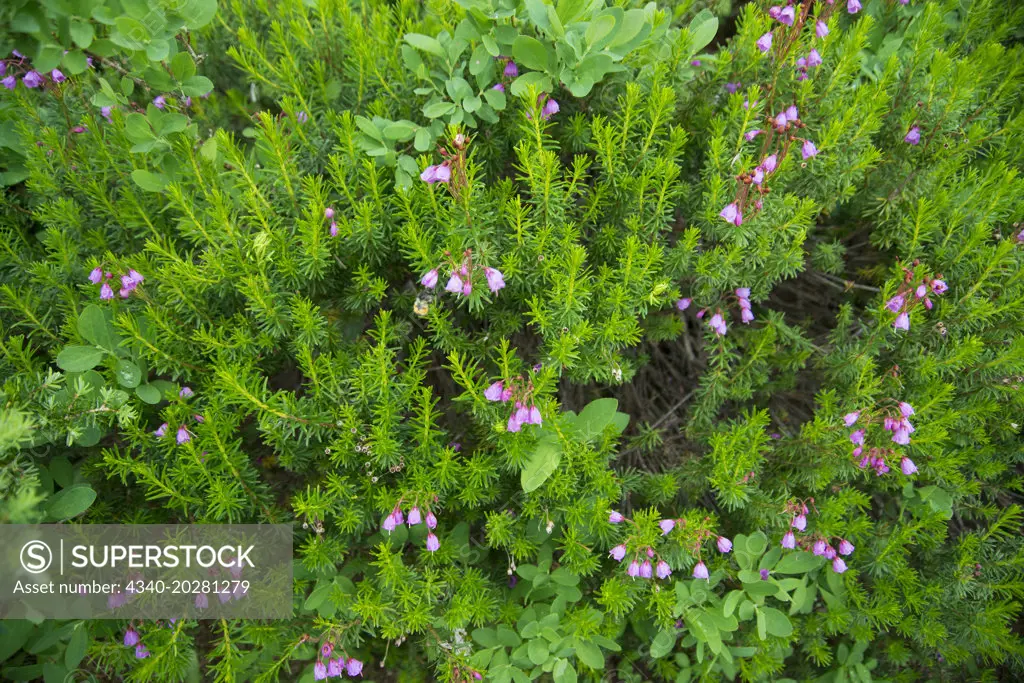 Pink mountain heather (Phyllodoce empetriformis) blooming along the alpine High Divide Loop Trail in summer, 