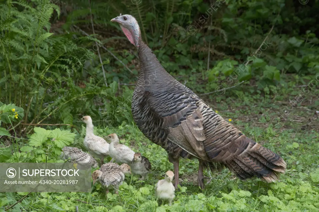 Heritage turkey with newborn chicks forage in a farm pasture in summer, Poulsbo, Washington