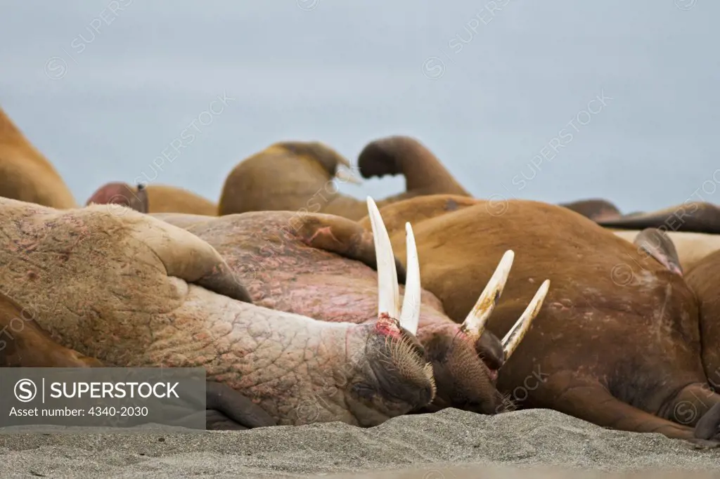 A pod of bull walrus (Odobenus rosmarus), young and old, resting on a beach along the coast of Svalbard, Norway, in summertime.