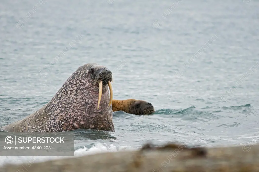 A bull walrus (Odobenus rosmarus) emerges from the sea and approaches a beach to take a rest, Poolepynten, along the coast of Svalbard, Norway, in summertime.