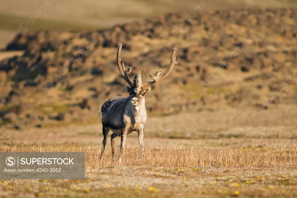 Svalbard reindeer (Rangifer tarandus platyrhynchus) is a small subspecies of Rangifer tarandus. An adult bull forages on the tundra, Sassenfjorden, Svalbard, Norway.