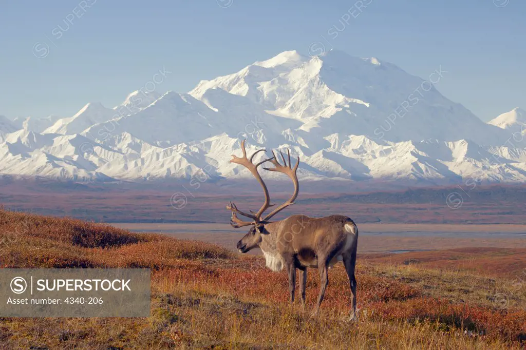 Caribou and Mount McKinley