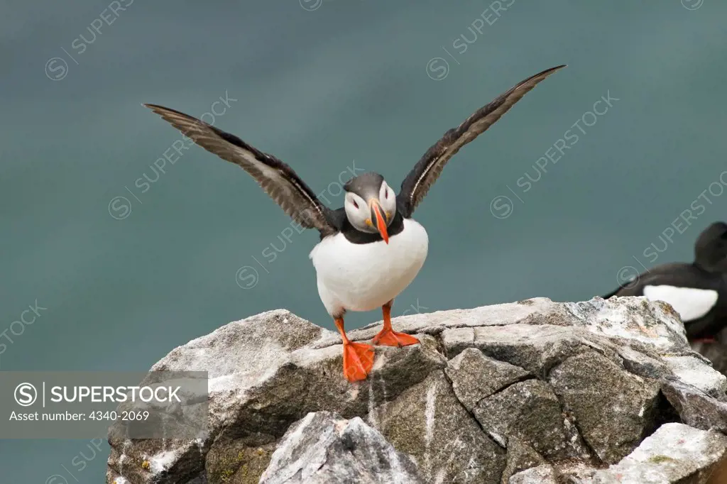 An adult Atlantic puffin (Fratercula arctica) stretches its wings on a cliff in Sassenfjorden in summertime, Svalbard archipelago, Norway.