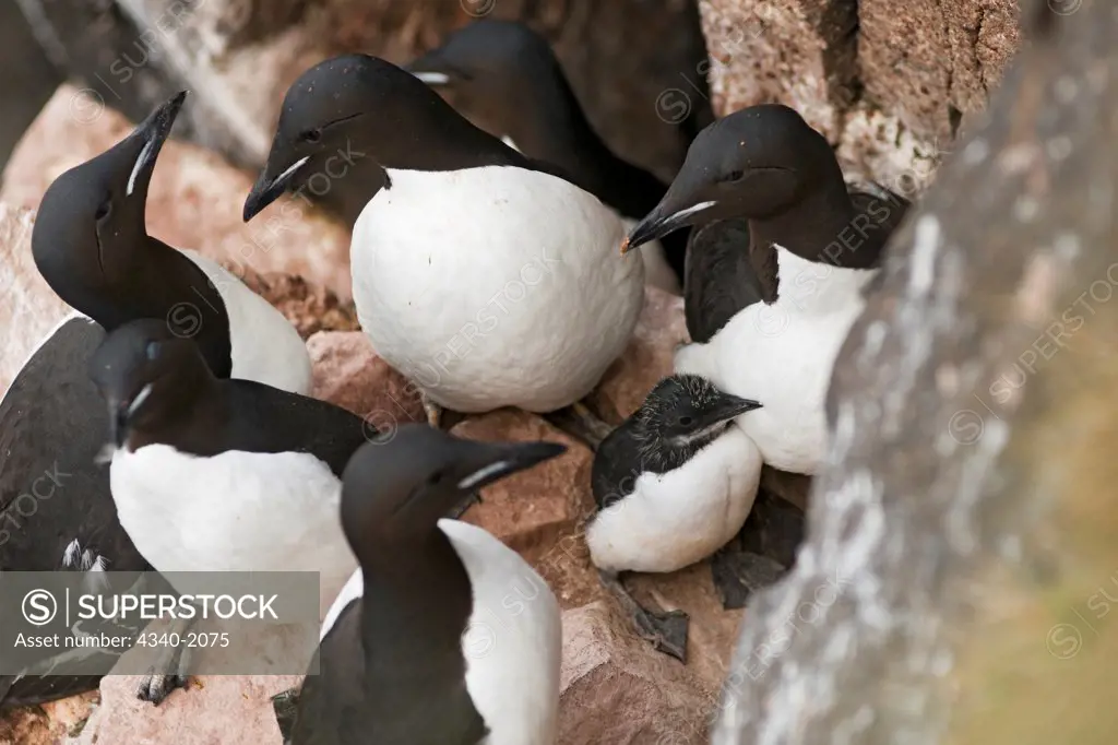 Brunnich's guillemot (Uria lomvia) adults surround and protect their young chicks nesting along cliffs in Sassenfjorden, Svalbard, Norway.