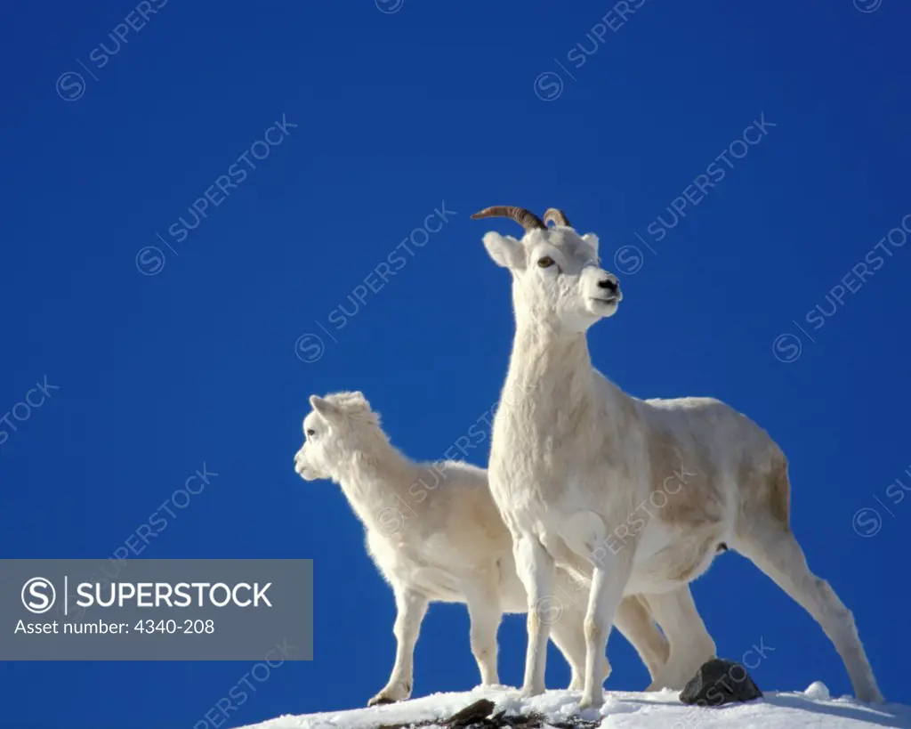 Dall Sheep on a Hilltop in the Brooks Range