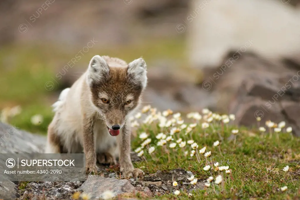 An adult arctic fox (Alopex lagopus) forages on the tundra in summertime, Sassenfjorden, Svalbard, Norway.