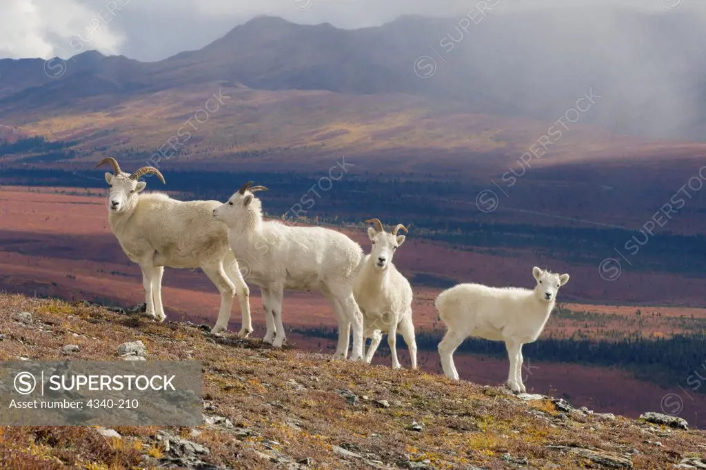 Herd of Dall Sheep on Mount Margaret