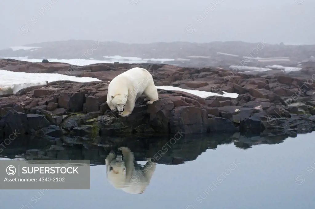 A large polar bear (Ursus maritimus) boar looks for food on a rock island off the coast of Svalbard, Norway, in summertime.