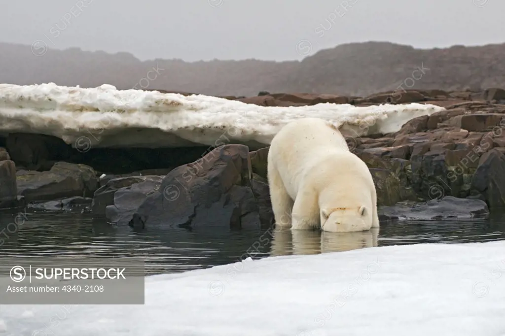 A large polar bear (Ursus maritimus) boar looks for food on a rock island off the coast of Svalbard, Norway, in summertime.