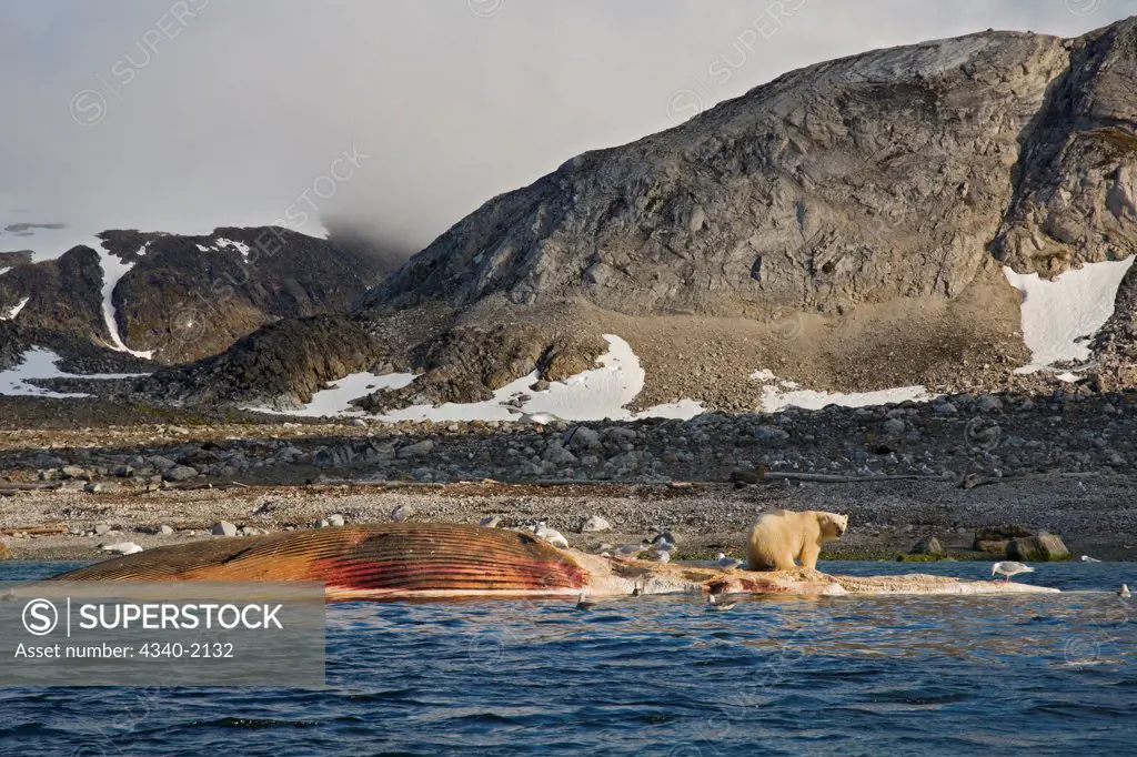 An adult polar bear (Ursus maritimus) scavenges the carcass of a fin whale (Balaenoptera physalus), second largest of the whales below the blue whale, floating along the coast of Svalbard, Norway, in summertime.