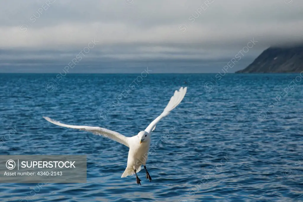 An adult ivory gull (Pageophilia eburnea) flying over the coast of Svalbard, Norway, in summertime.