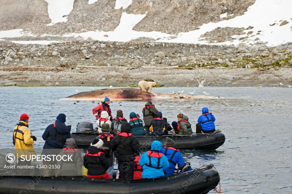 Zodiac boats filled with tourists watch as a polar bear (Ursus maritimus) scavenges the carcass of a fin whale (Balaenoptera physalus), second largest of the whales below the blue whale, floating along the coast of Svalbard, Norway, in summertime.