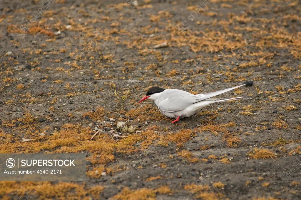 An adult Arctic tern (Sterna paradisaea) checks on its eggs in the nest, outside the settlement of Longyearbyen, Svalbard, Norway.