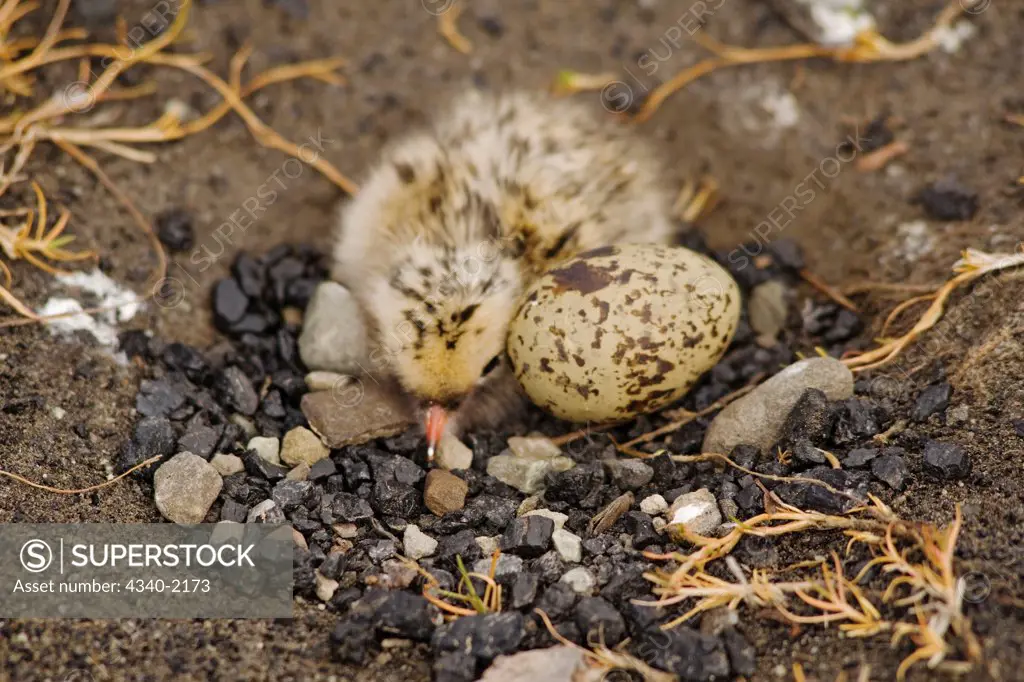 An Arctic tern (Sterna paradisaea) newborn chick sleeps in its nest alongside its unhatched sibling, on the tundra outside the settlement of Longyearbyen, Svalbard, Norway.