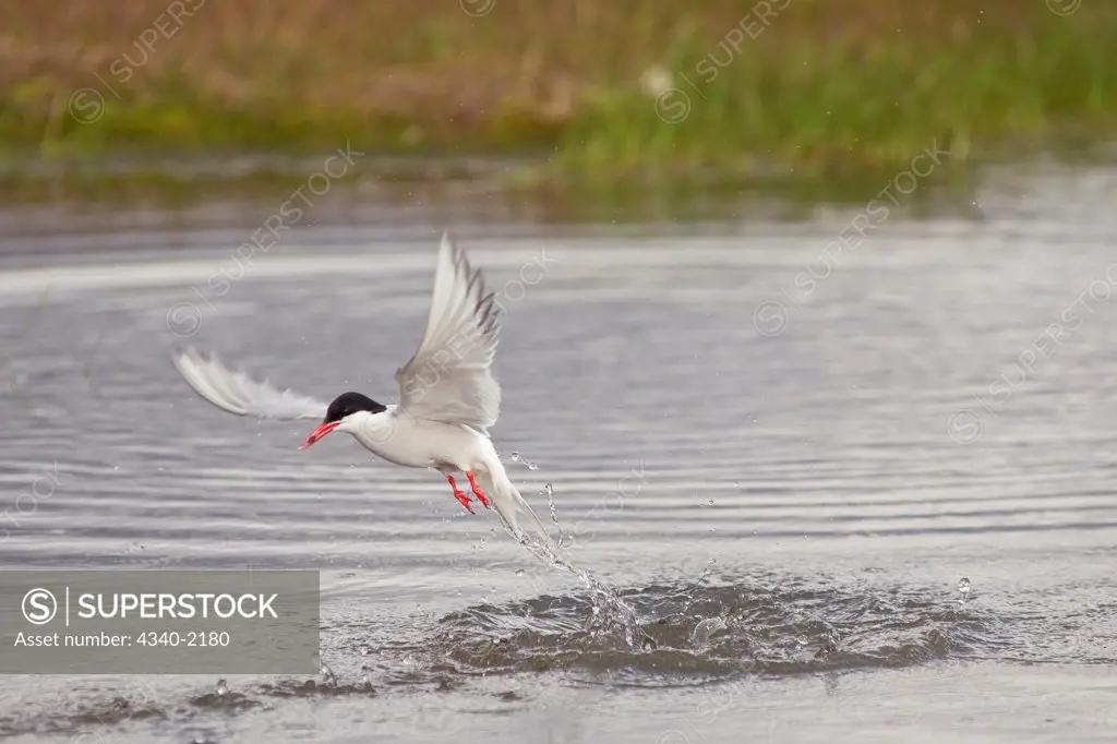 An adult Arctic tern (Sterna paradisaea) dives into a tundra pond to catch fish, outside the settlement of Longyearbyen, Svalbard, Norway.