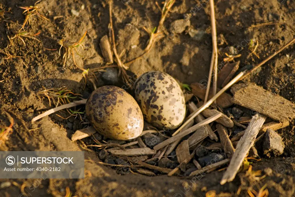 A pair of Arctic tern (Sterna paradisaea) eggs incubate in their nest on the tundra, outside the settlement of Longyearbyen, Svalbard, Norway.
